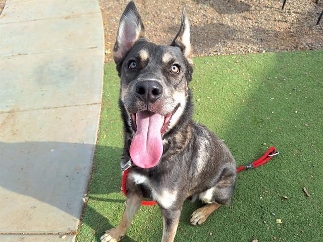 PIP, Adoptable, Young Male German Shepherd Dog & Husky.