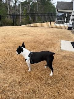 Enlarge Franklin Fuquay-4638-Fuquay Varina, NC, a Adoptable Boston Terrier in Maryville, TN image 1/4
