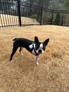 Enlarge Franklin Fuquay-4638-Fuquay Varina, NC, a Adoptable Boston Terrier in Maryville, TN image 2/4