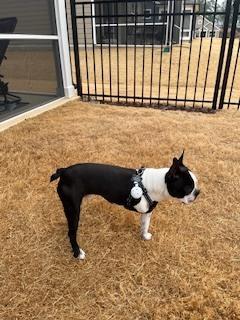 Enlarge Franklin Fuquay-4638-Fuquay Varina, NC, a Adoptable Boston Terrier in Maryville, TN image 3/4