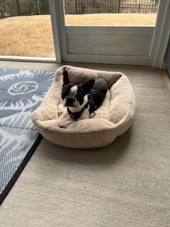 Enlarge Franklin Fuquay-4638-Fuquay Varina, NC, a Adoptable Boston Terrier in Maryville, TN image 4/4