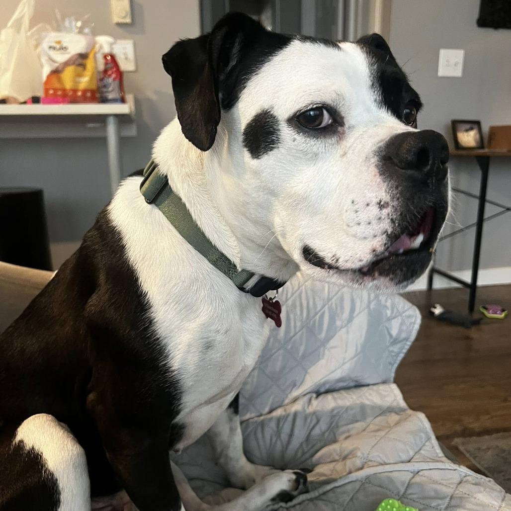 Panda, a Adoptable Boxer in McMinnville, OR image 1/5