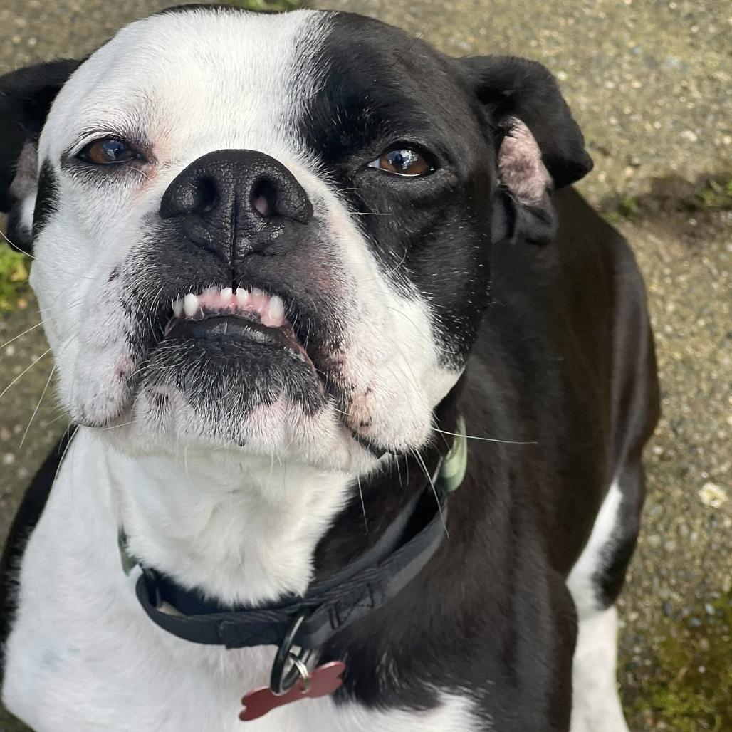 Panda, a Adoptable Boxer in McMinnville, OR image 2/5