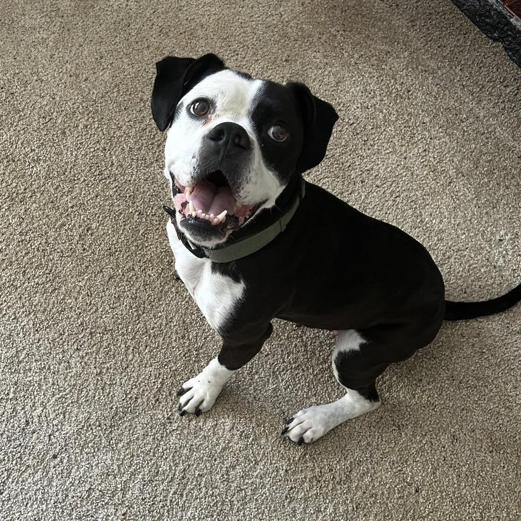 Panda, a Adoptable Boxer in McMinnville, OR image 3/5