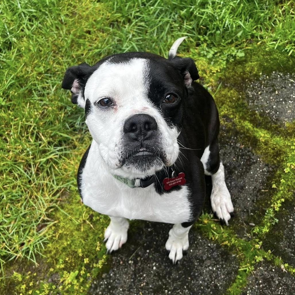 Panda, a Adoptable Boxer in McMinnville, OR image 4/5