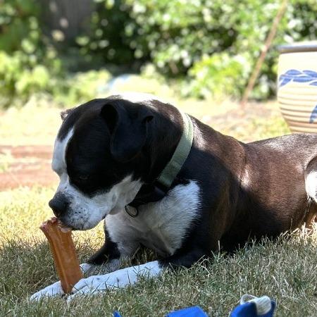 Panda, a Adoptable Boxer in McMinnville, OR image 5/6