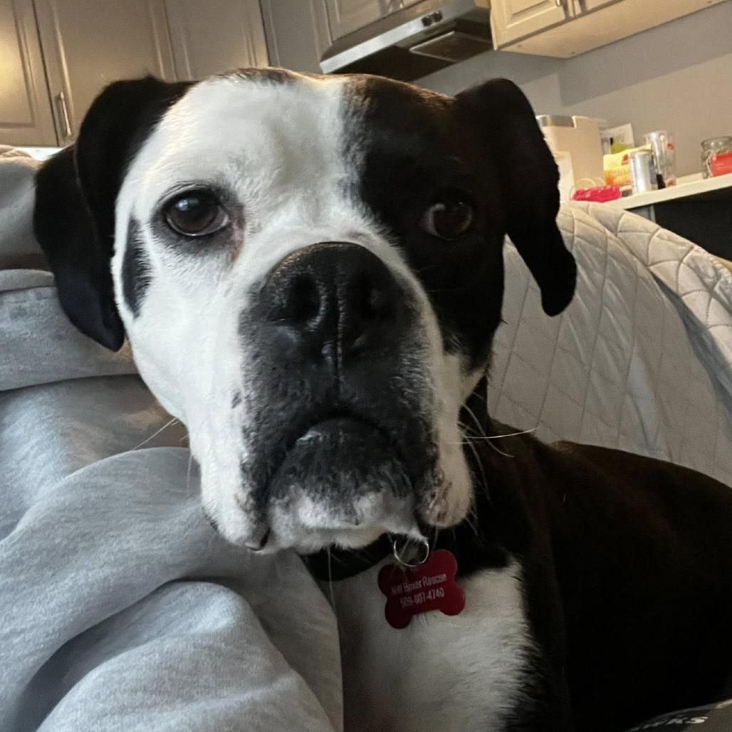 Panda, a Adoptable Boxer in McMinnville, OR image 5/5