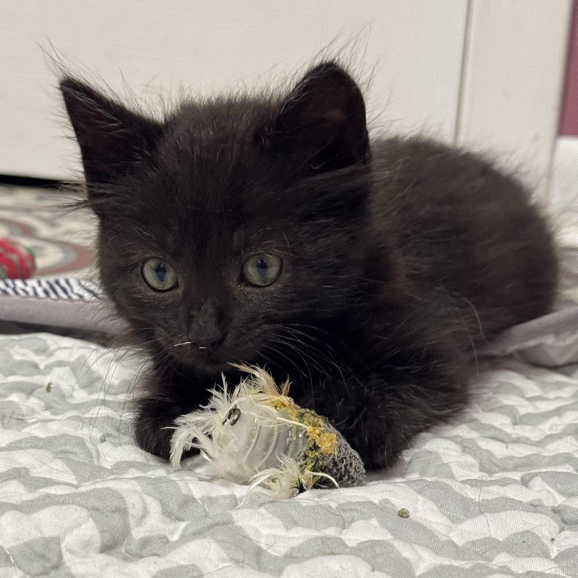 Enlarge Cedar, a Adopted Domestic Long Hair in Morris, MN image 4/5