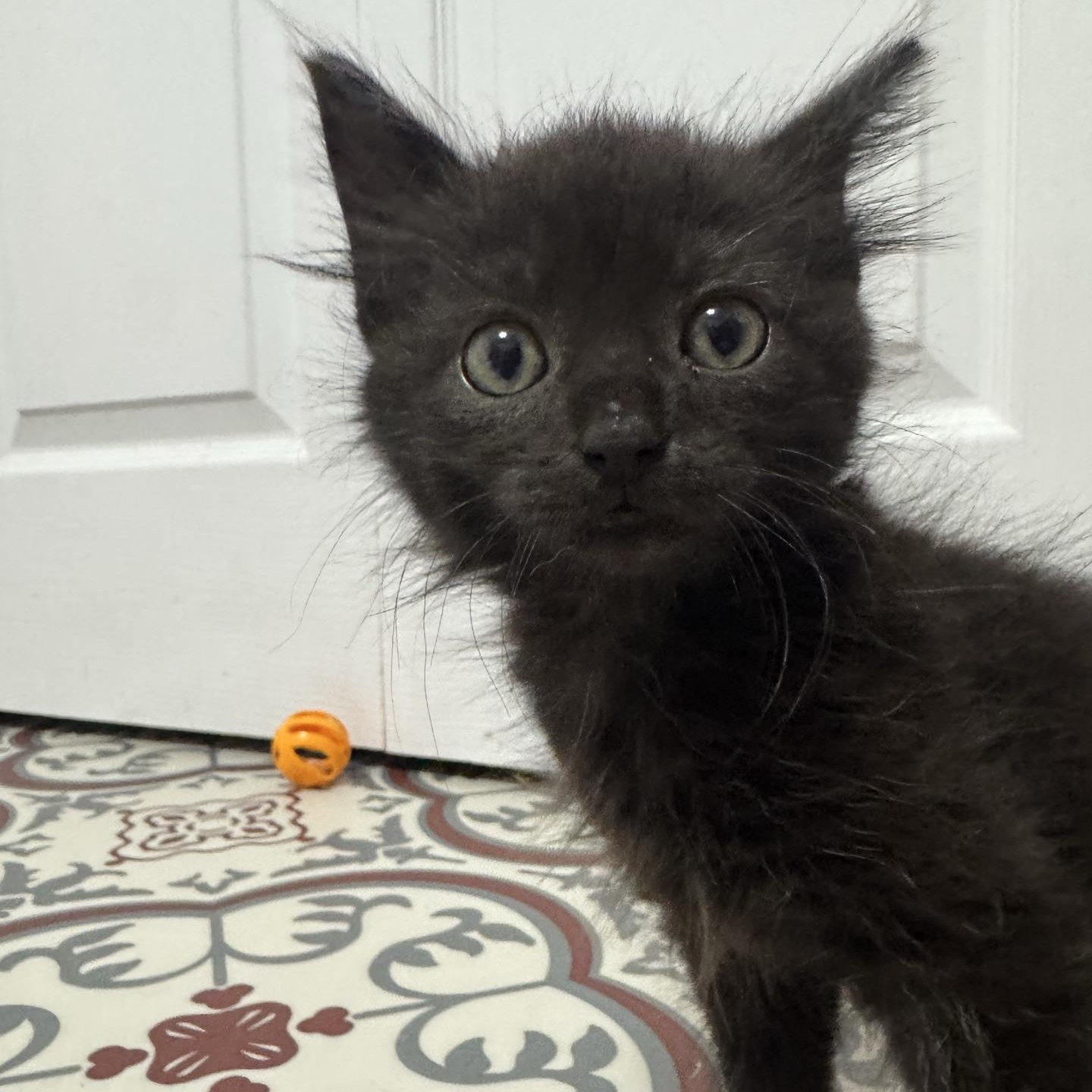 Enlarge Cedar, a Adopted Domestic Long Hair in Morris, MN image 5/5