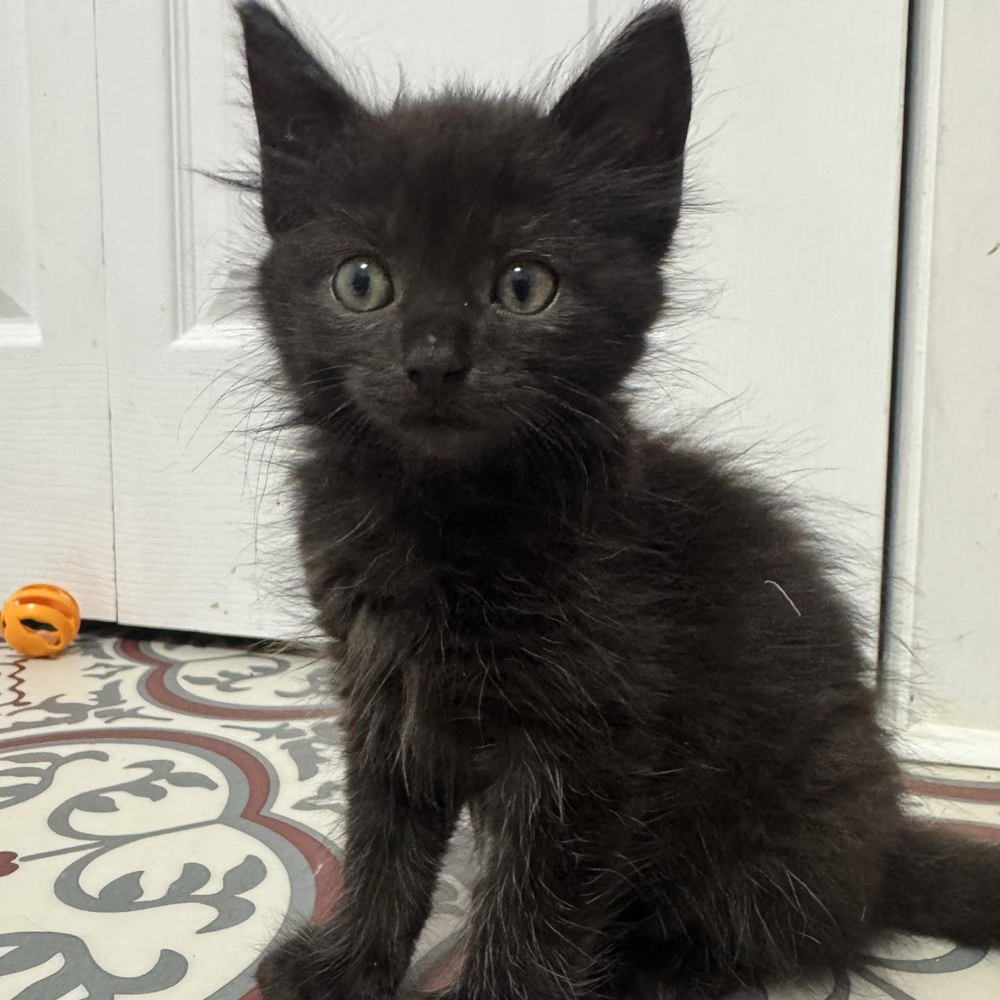 Enlarge Cedar, a Adopted Domestic Long Hair in Morris, MN image 2/5