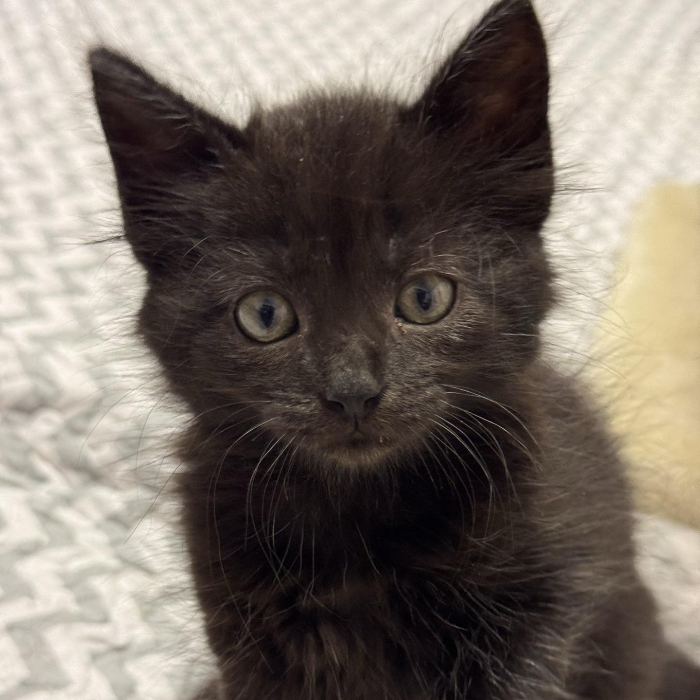 Cedar, Adopted, Kitten Male Domestic Long Hair.