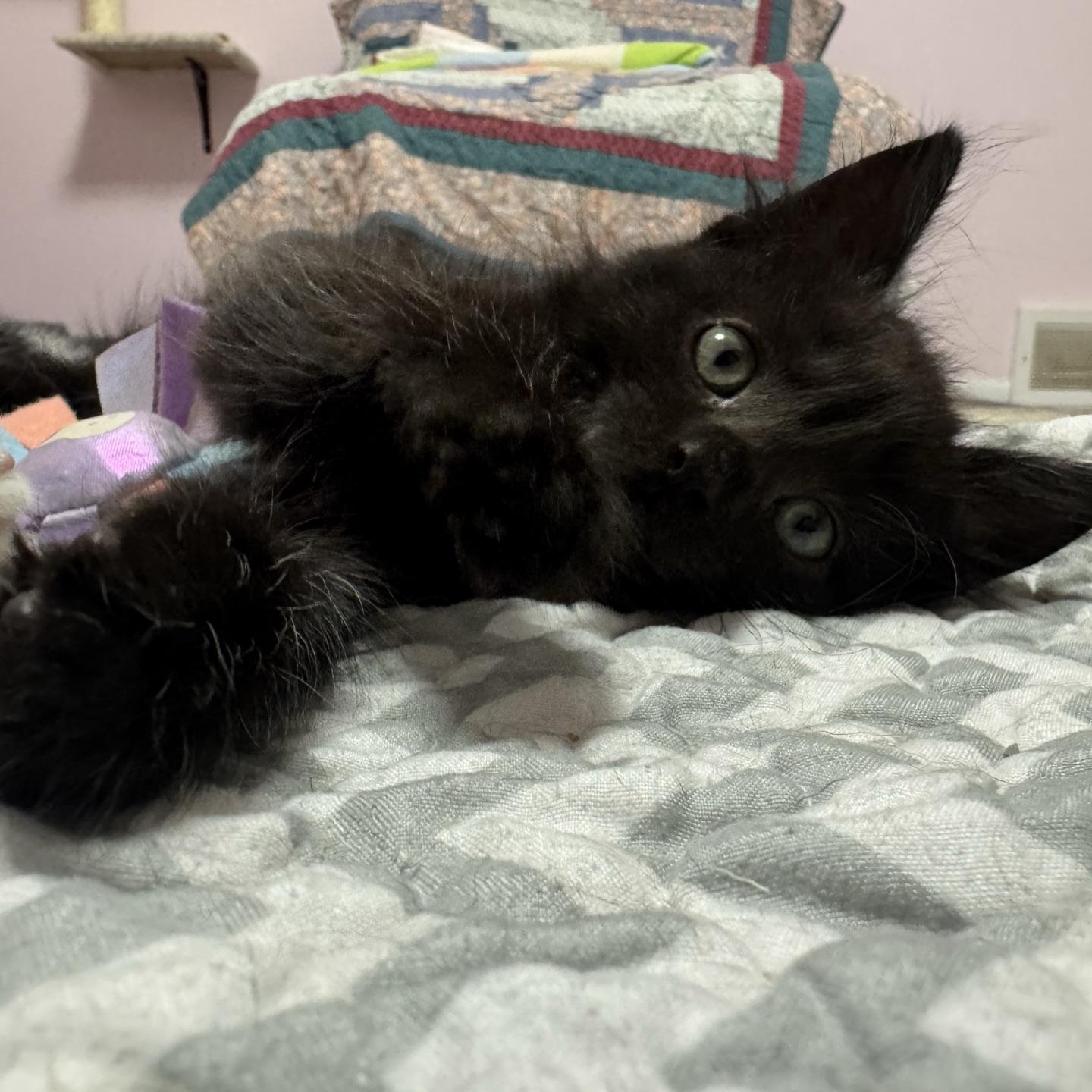 Enlarge Cedar, a Adopted Domestic Long Hair in Morris, MN image 3/5