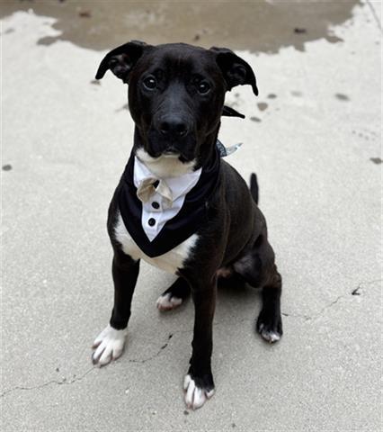 Enlarge PRINCE, a Adoptable mixed breed in Dayton, OH image 1/1