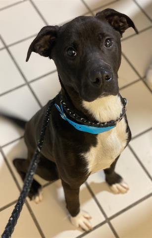 PRINCE, Adoptable, Young Male Pit Bull Terrier & Mixed Breed.
