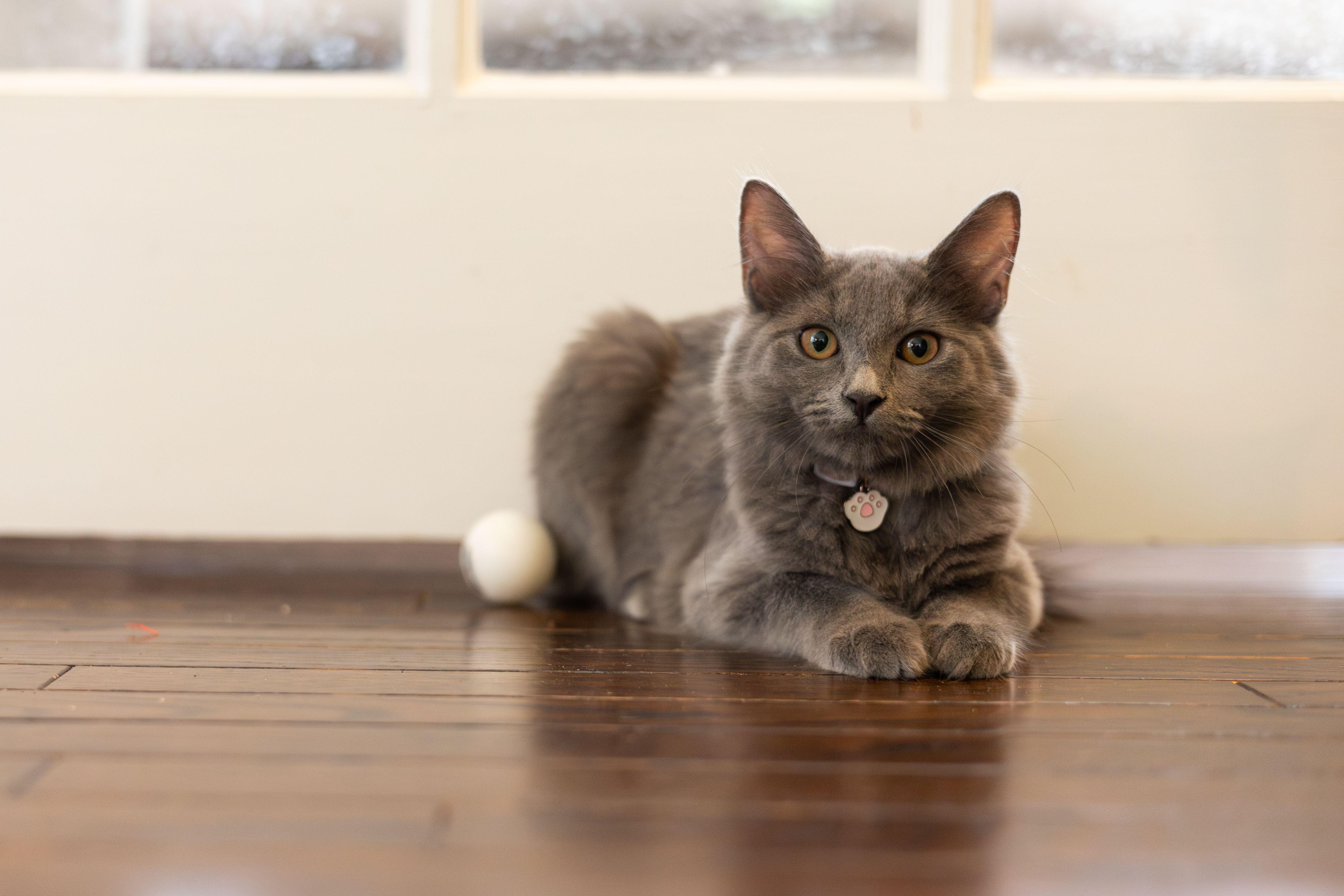 Enlarge Maggie, an adoptable Domestic Long Hair in Avondale Estates, GA image 3/5