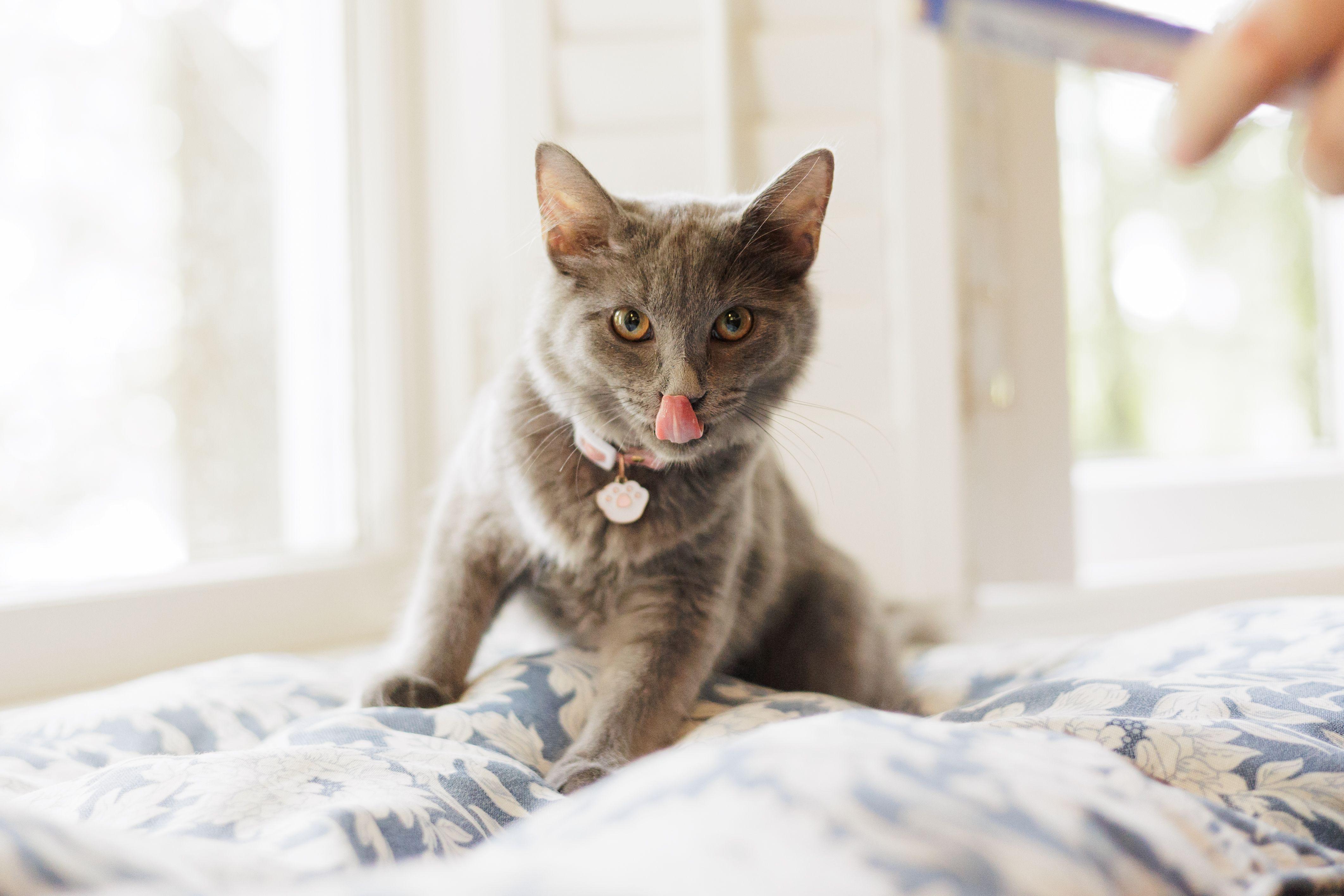 Maggie, adoptable, Young Female Domestic Long Hair.