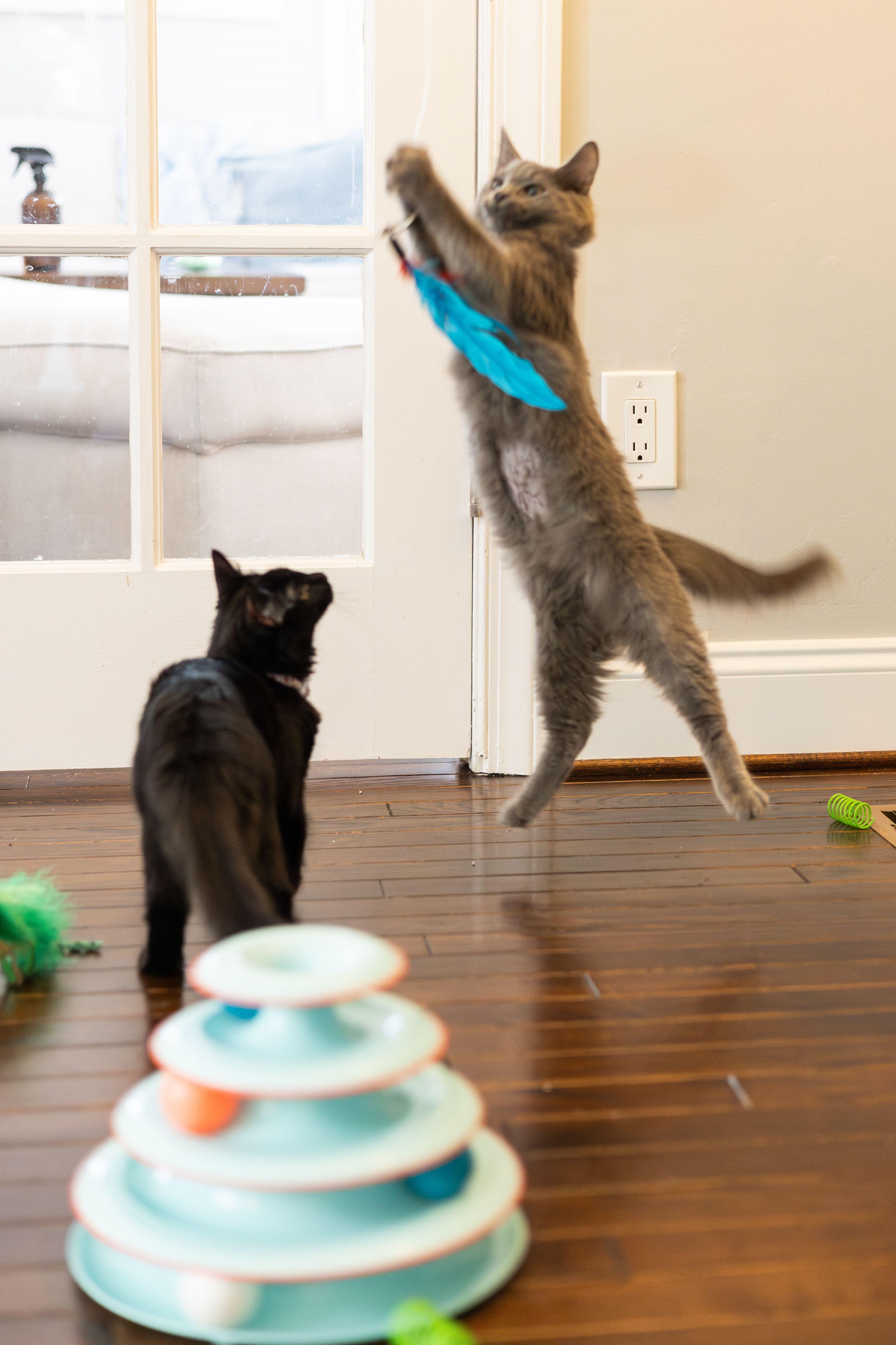 Enlarge Maggie, an adoptable Domestic Long Hair in Avondale Estates, GA image 2/5