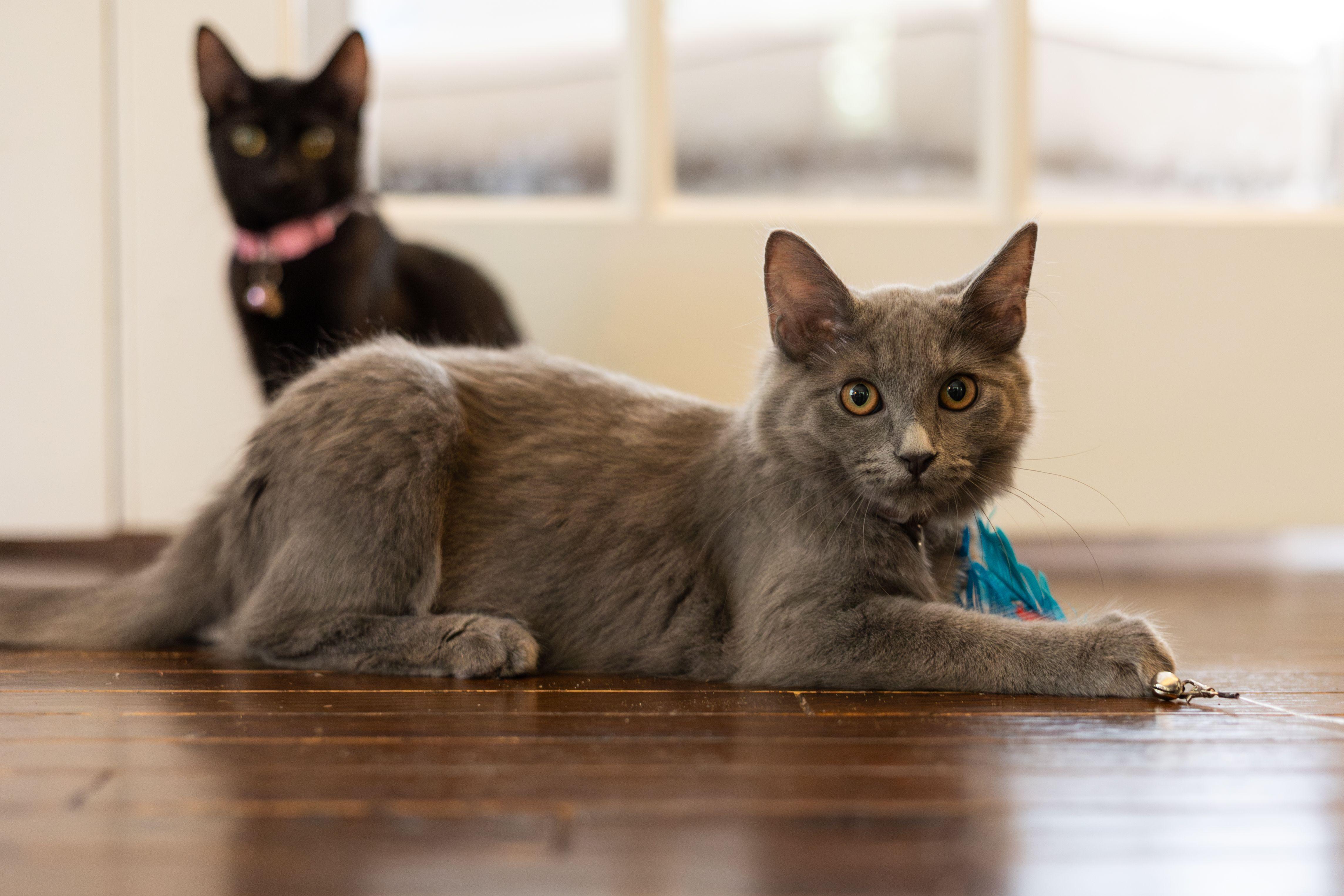 Enlarge Maggie, an adoptable Domestic Long Hair in Avondale Estates, GA image 4/5