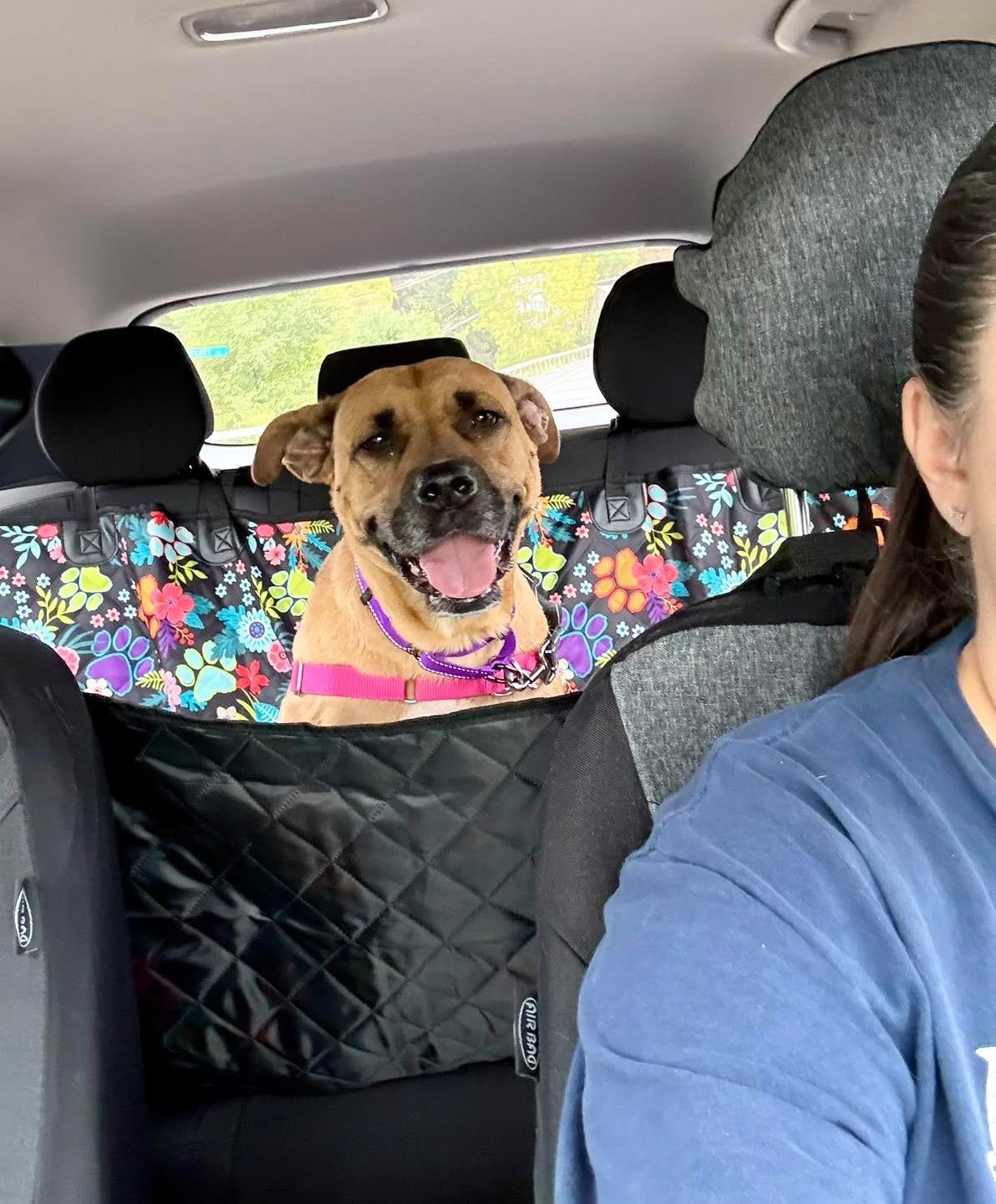 Enlarge Lacey, a Adoptable mixed breed in Cohoes, NY image 3/6