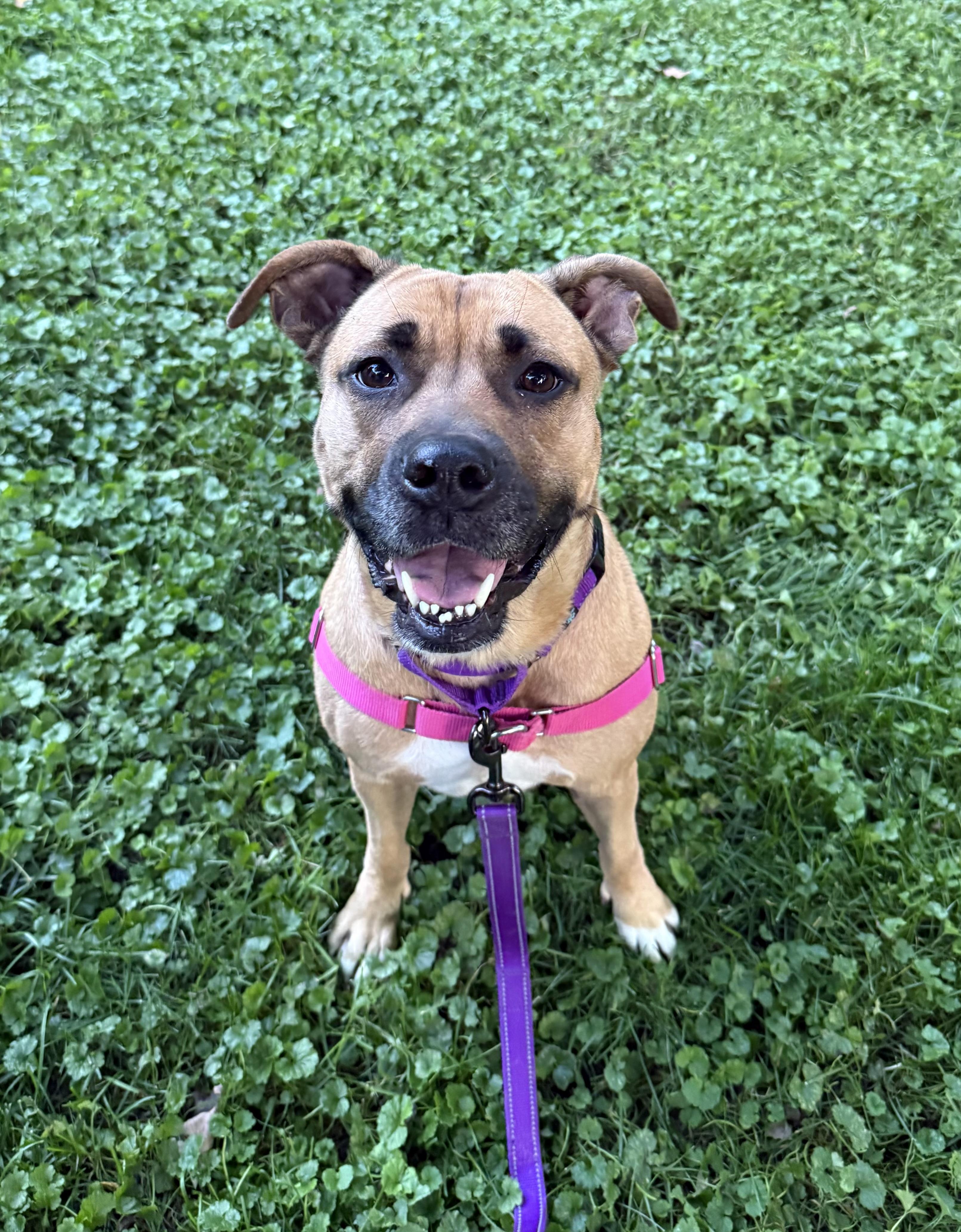 Enlarge Lacey, a Adoptable mixed breed in Cohoes, NY image 2/6