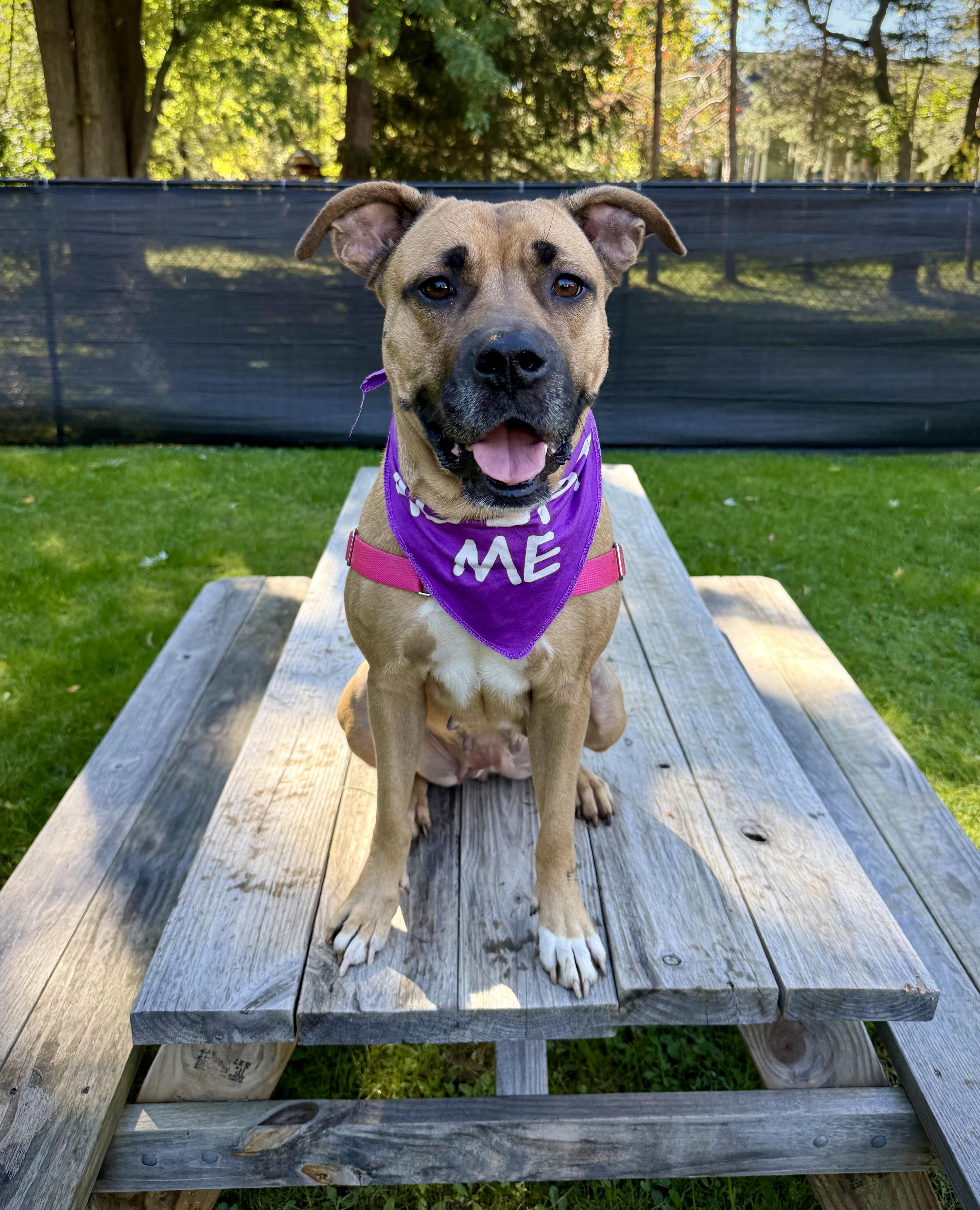 Lacey, Adoptable, Young Female American Staffordshire Terrier.