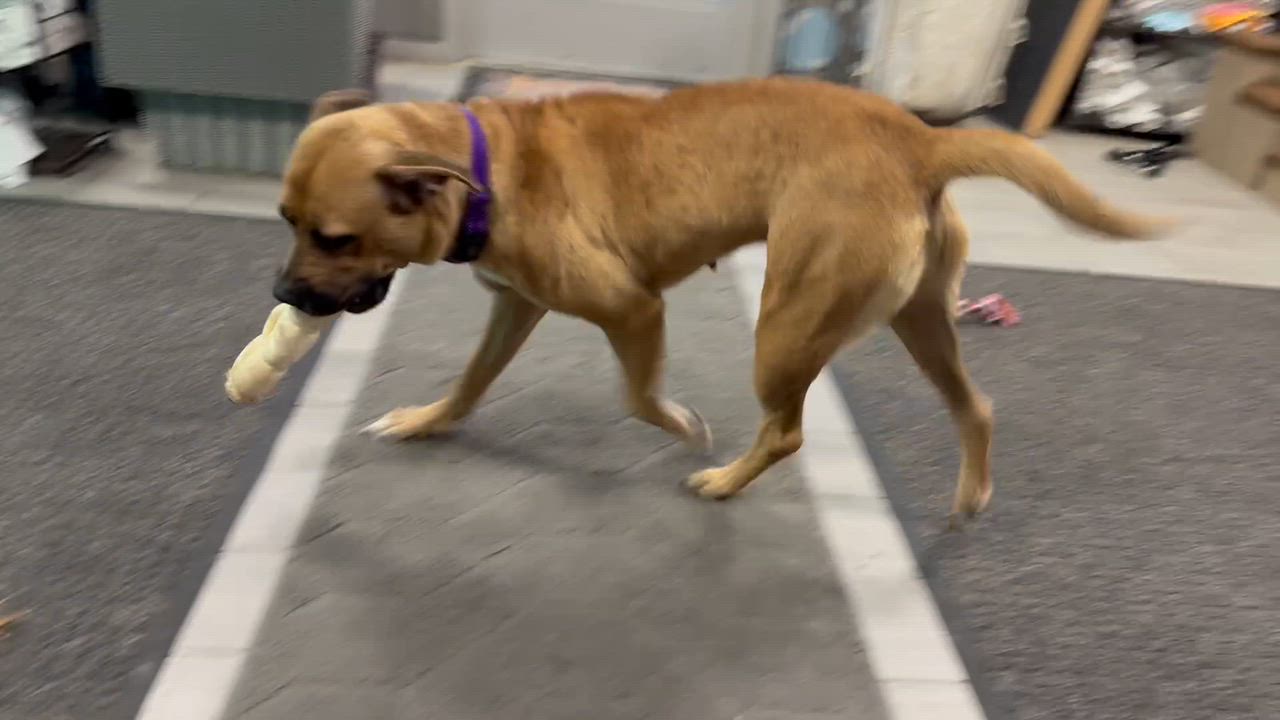 Enlarge Lacey, a Adoptable mixed breed in Cohoes, NY video 6/6