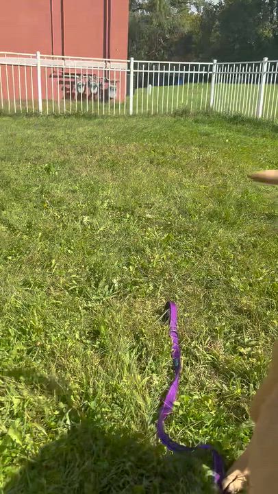Enlarge Lacey, a Adoptable mixed breed in Cohoes, NY video 5/6