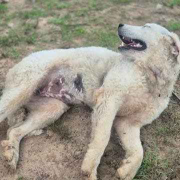 Enlarge Margeaux, a Adoptable mixed breed in Dover, AR image 1/2