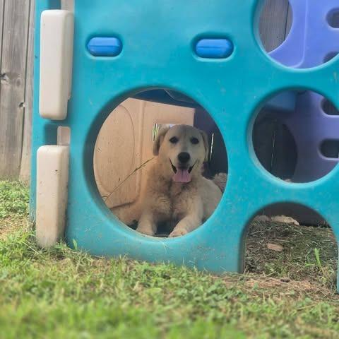 Enlarge Margeaux, a Adoptable mixed breed in Dover, AR image 2/2