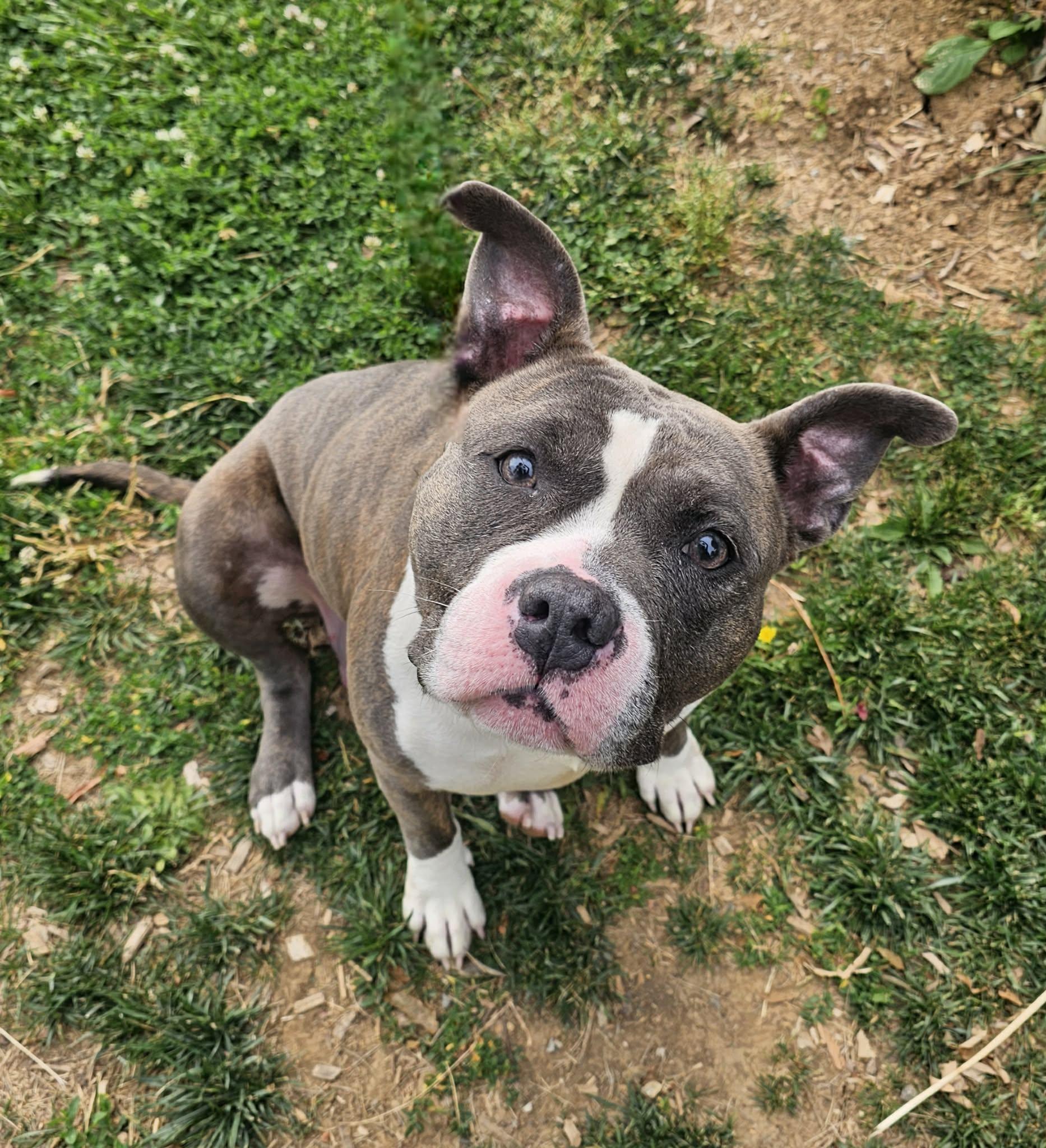Enlarge Pandora, a ADOPTABLE mixed breed in Nashville, TN image 2/5