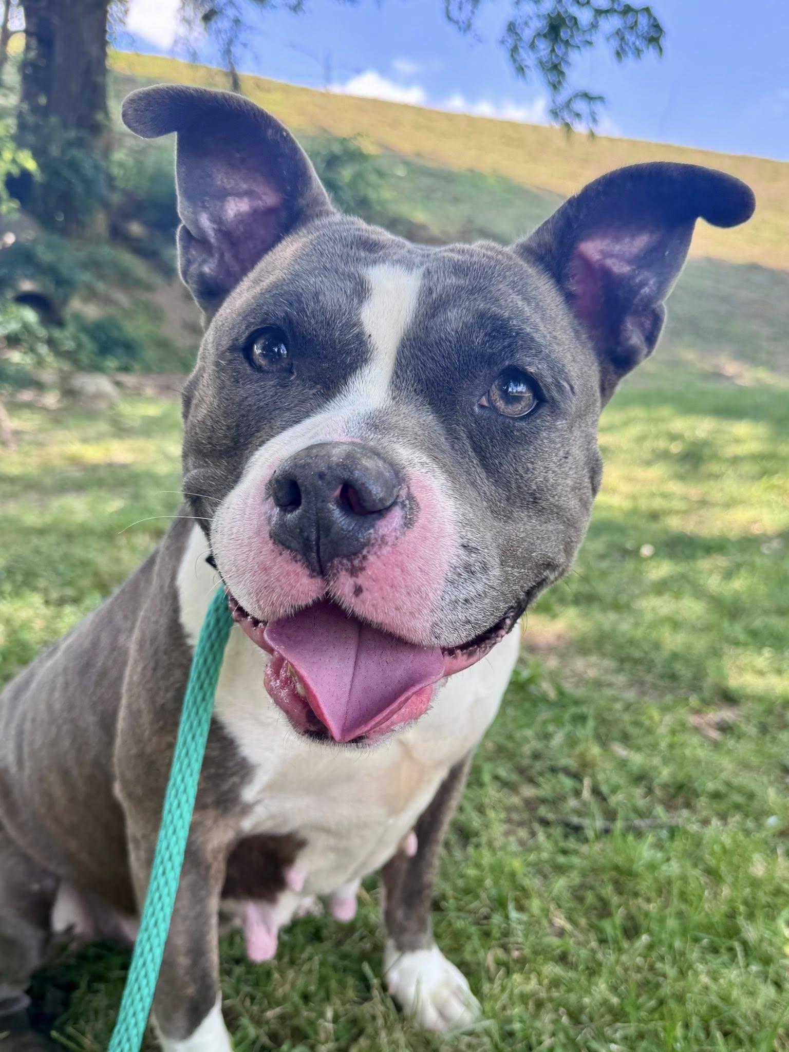 Enlarge Pandora, a ADOPTABLE mixed breed in Nashville, TN image 3/5