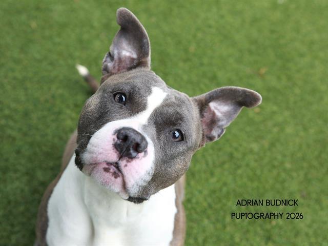 Pandora, ADOPTABLE, Adult Female Mixed Breed.