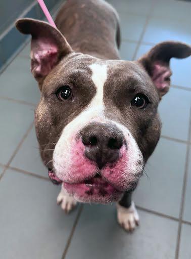 Enlarge Pandora, a ADOPTABLE mixed breed in Nashville, TN image 5/5
