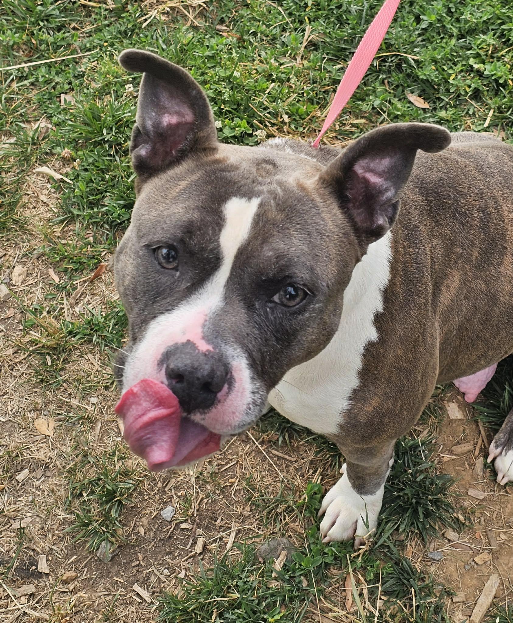 Enlarge Pandora, a ADOPTABLE mixed breed in Nashville, TN image 4/5