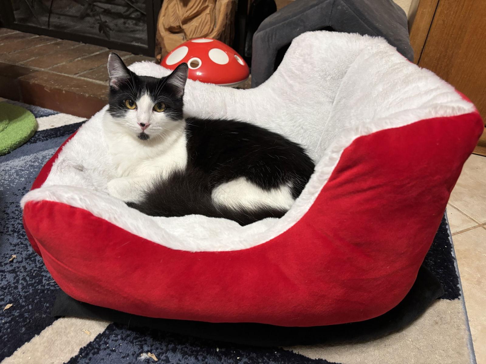 Musketeer, Adoptable, Young Male Tuxedo & Domestic Long Hair.