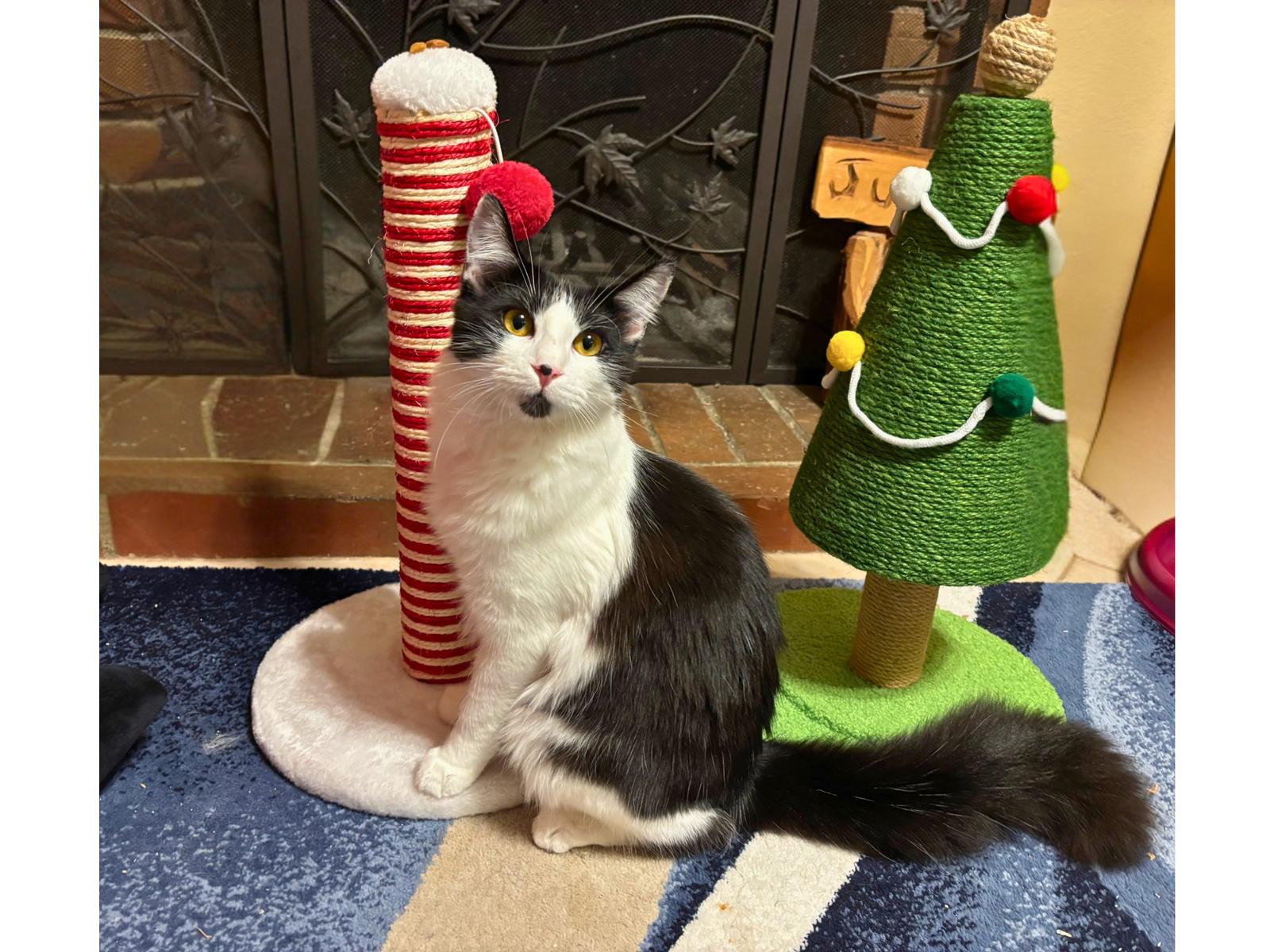 Musketeer, a Adoptable mixed breed in Laguna Niguel, CA image 2/3