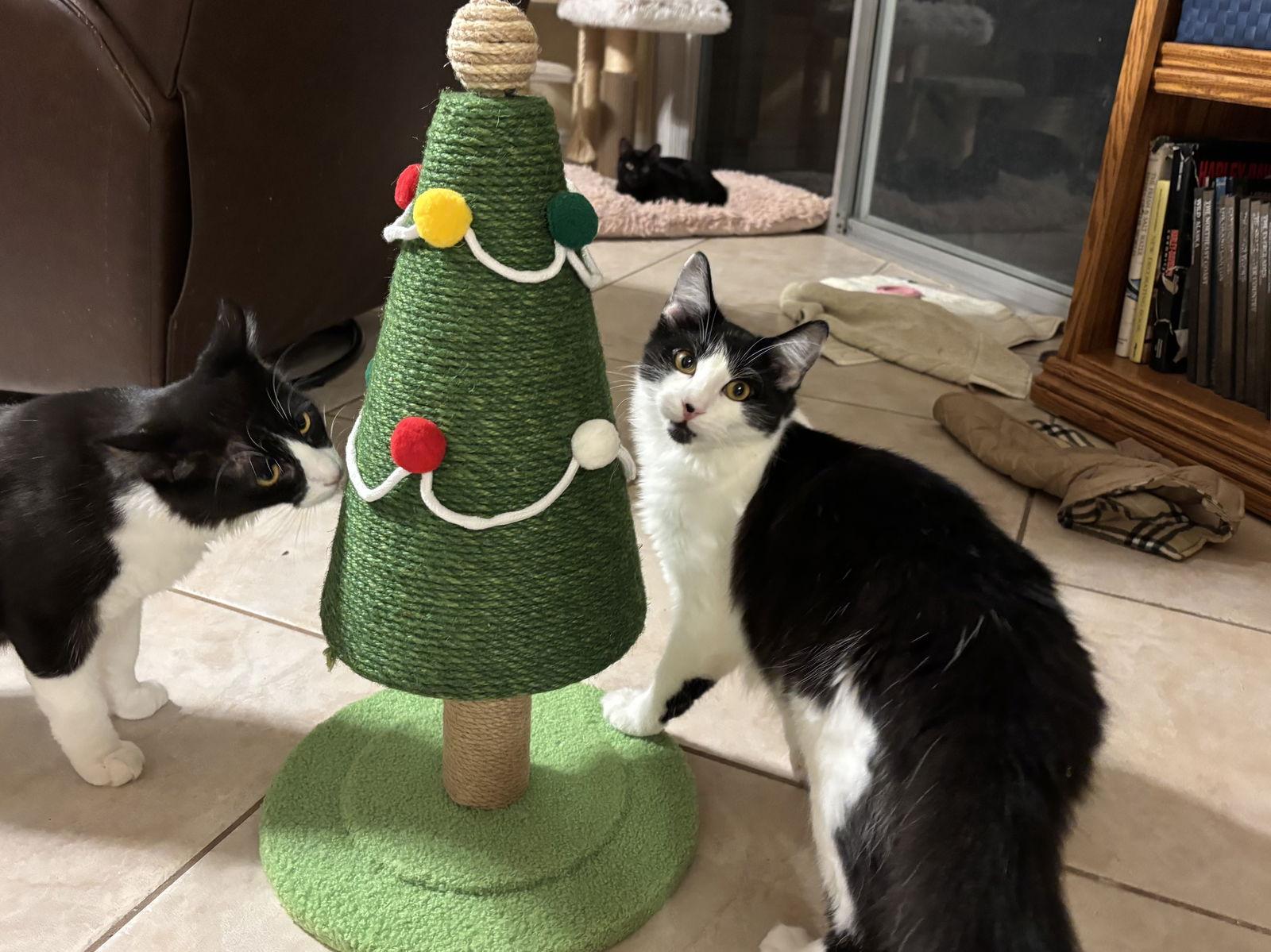 Musketeer, a Adoptable mixed breed in Laguna Niguel, CA image 3/3