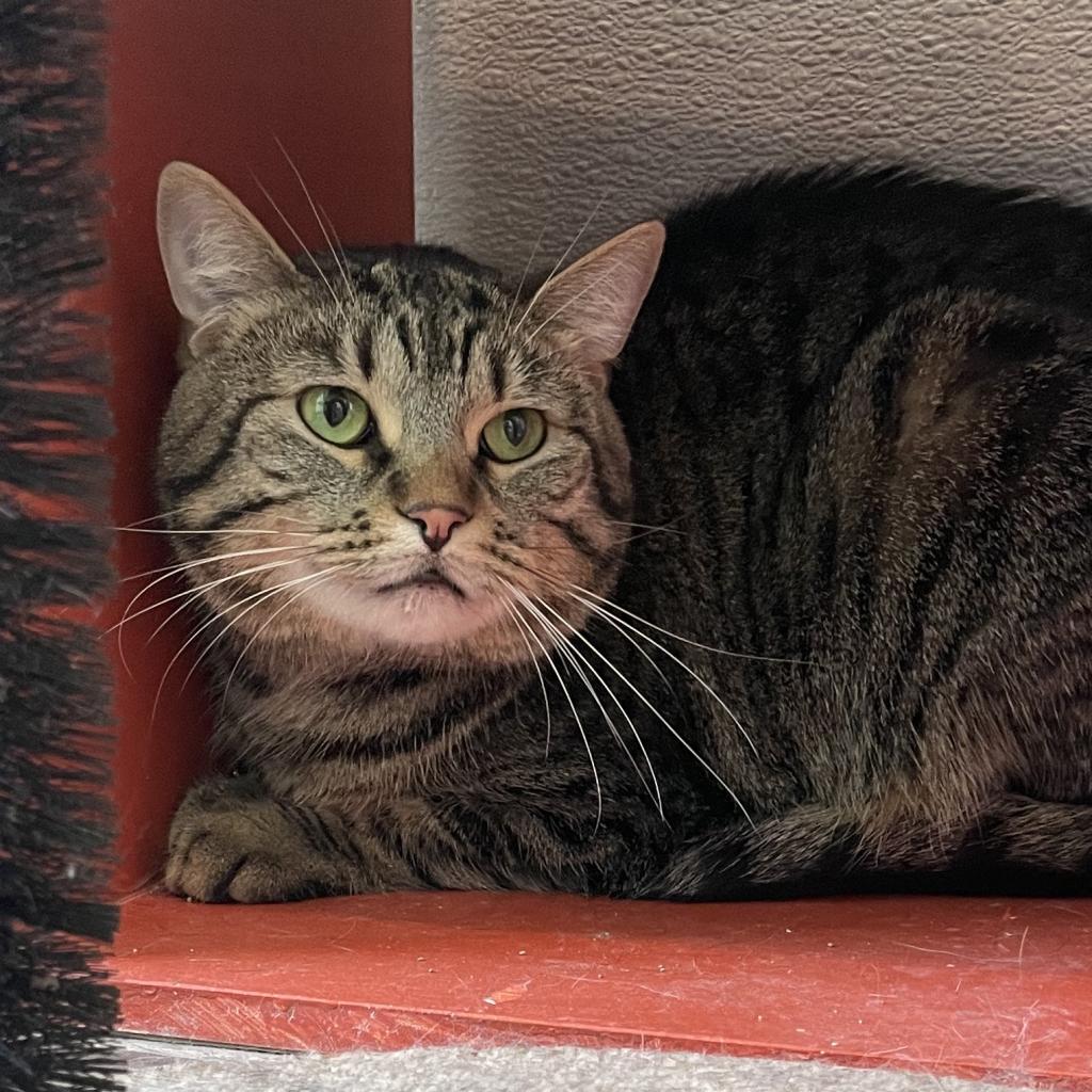 Enlarge Kit-Kat, a Adoptable Domestic Short Hair in West Des Moines, IA image 1/1