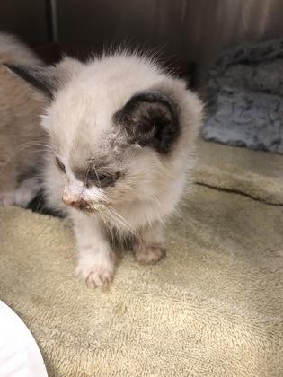 Chunk, Adoptable, Kitten Male Domestic Short Hair & Siamese.