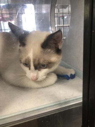 Enlarge Chunk, a Adoptable mixed breed in Hillsboro, OR image 2/3