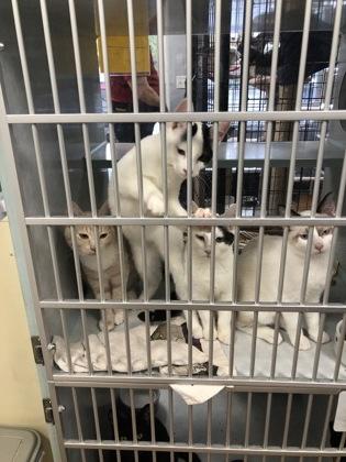 Enlarge Chunk, a Adoptable mixed breed in Hillsboro, OR image 3/3