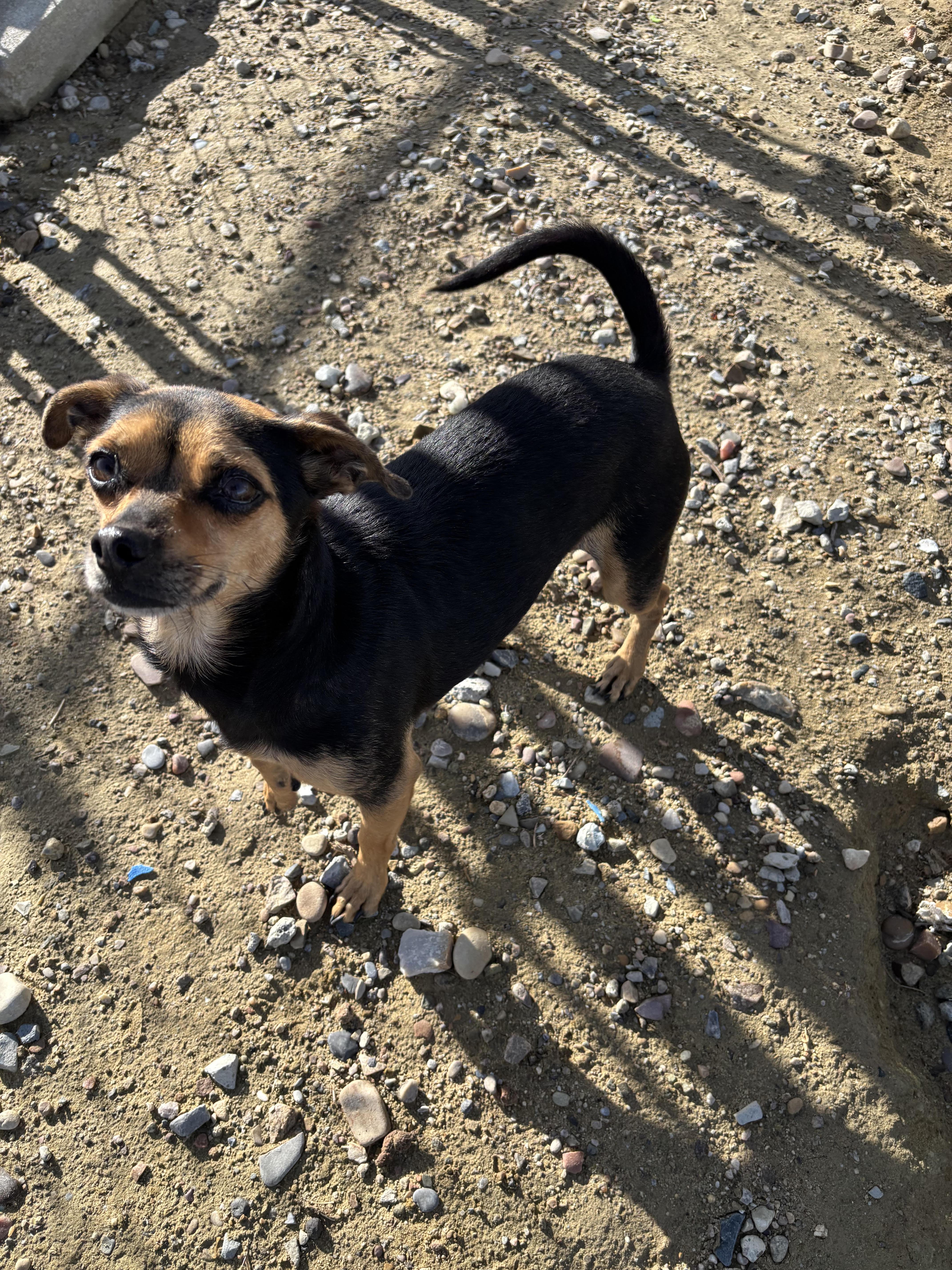 Enlarge Banjo, a Adoptable Mixed Breed in Rock Springs, WY image 1/1