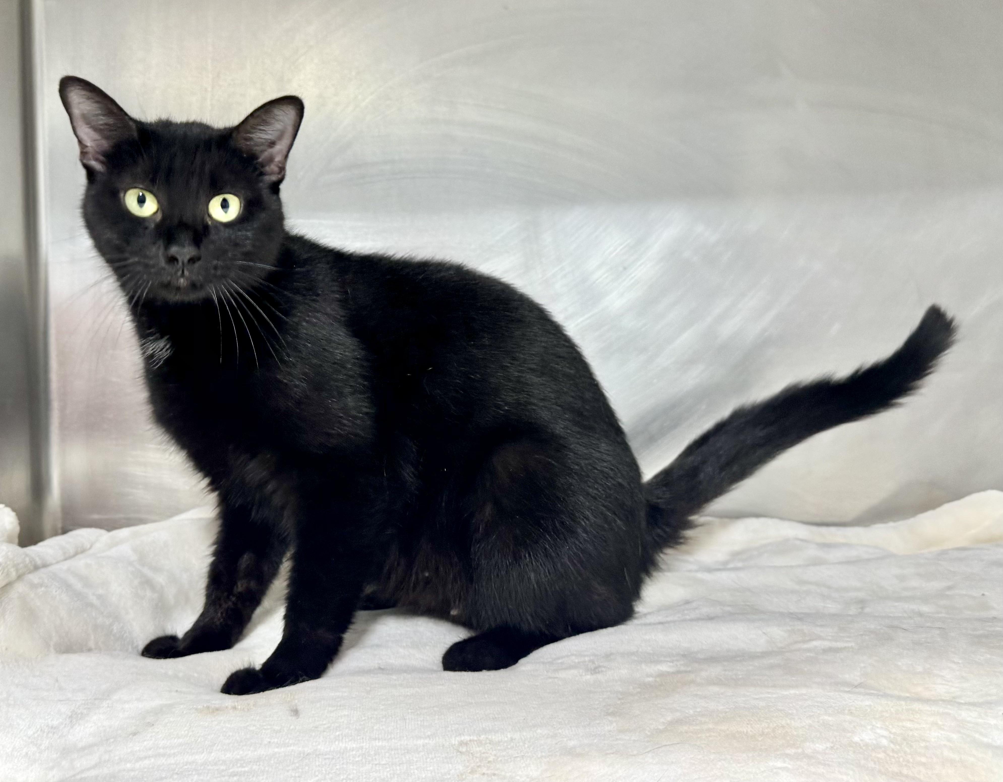 RAVEN, a Adoptable mixed breed in Beechbottom, WV image 2/2