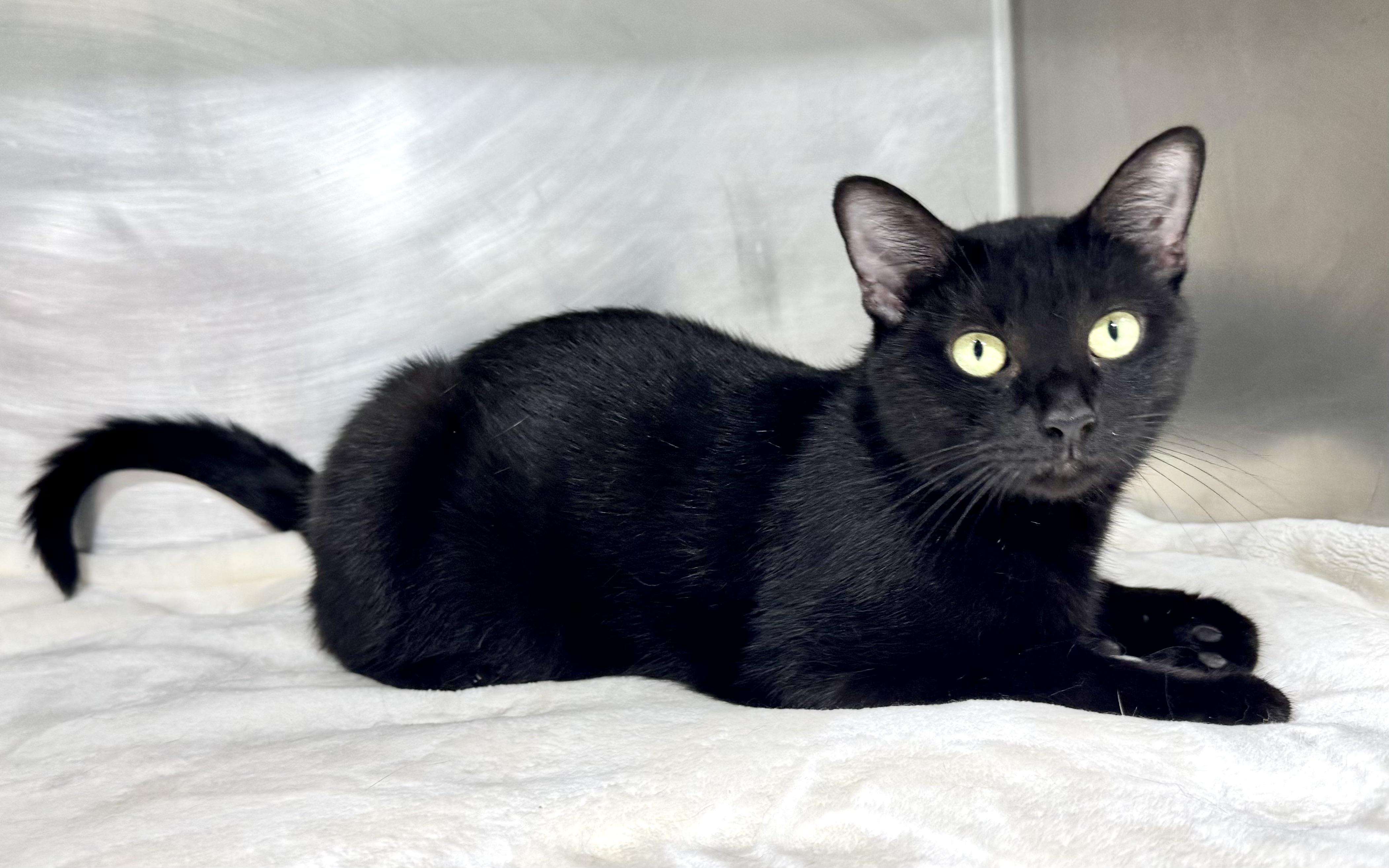 RAVEN, Adoptable, Adult Female Domestic Short Hair.