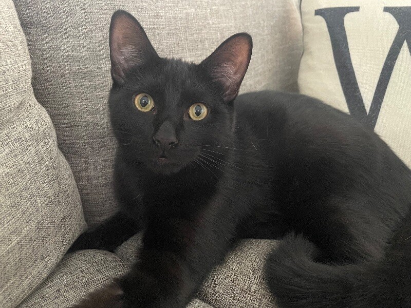 Cat for adoption Tiny Mars, a Domestic Short Hair Mix in Austin, TX