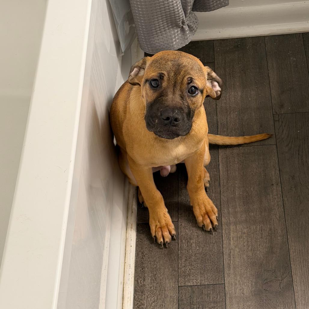 Johnny, Adoptable, Puppy Male Bull Terrier.