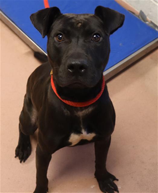 Enlarge SNICKERS, a Adoptable Mixed Breed in Columbia, SC image 1/1