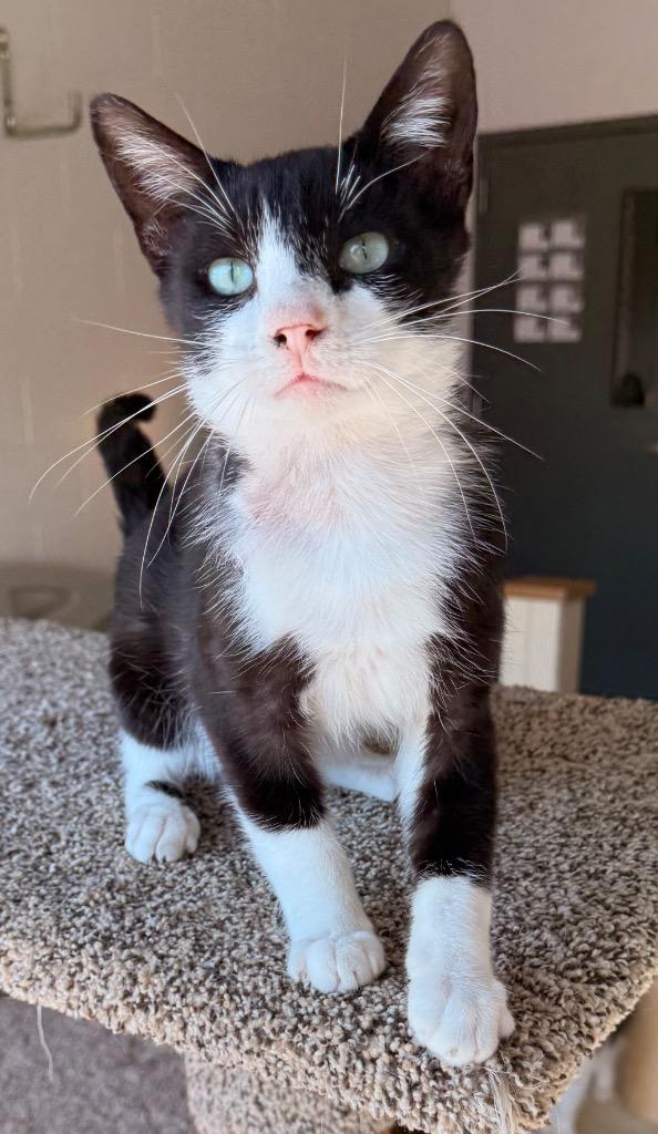 Enlarge Jinx, a Adoptable mixed breed in Defiance, OH image 5/5