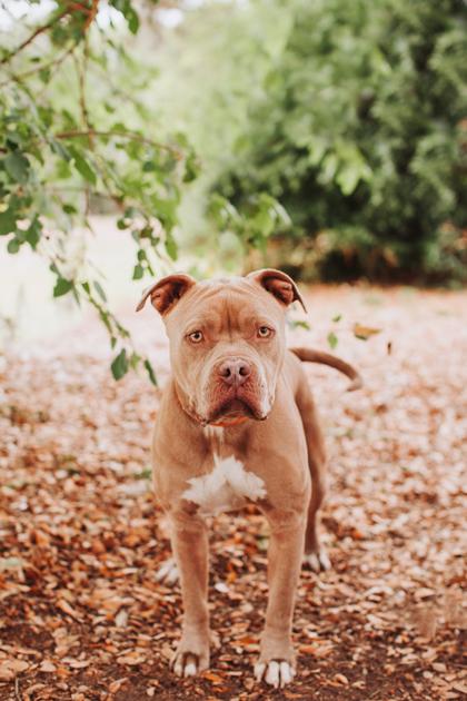 Enlarge 92145a Grie Man - VIP, a Adoptable mixed breed in North Charleston, SC image 1/3