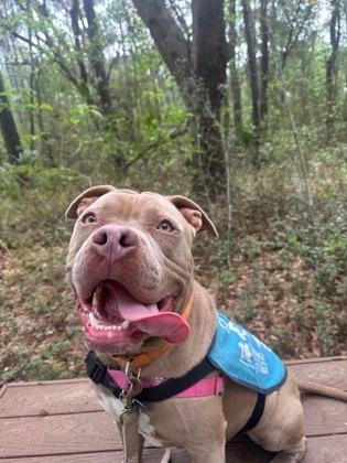 Enlarge 92145a Grie Man - VIP, a Adoptable mixed breed in North Charleston, SC image 2/3